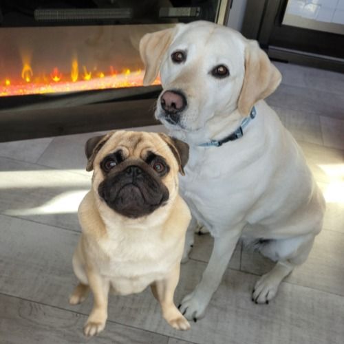 A pug and a Labrador waiting for a chew